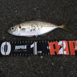 沖堤防のち舞洲へ