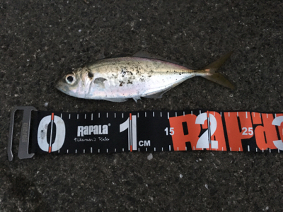 沖堤防のち舞洲へ