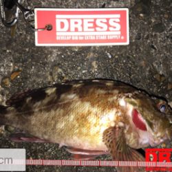 メバルはどこ？