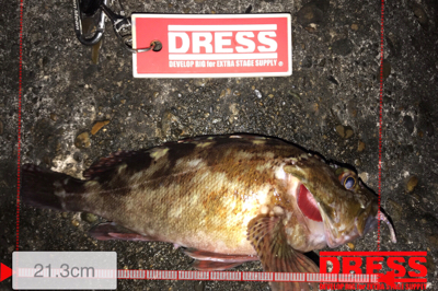 メバルはどこ？