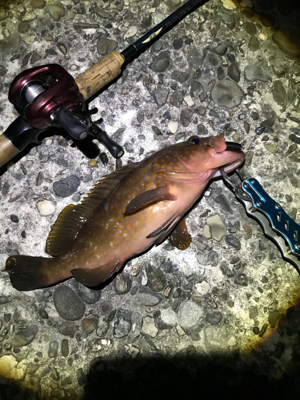 まさかのアコウ