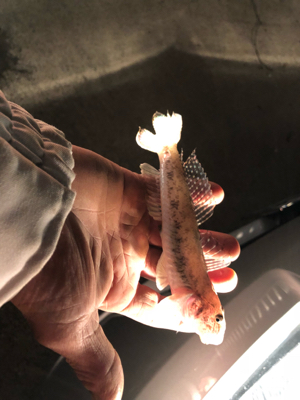 カレイを釣りに行ったけど…