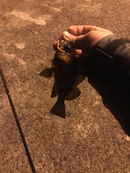 冬の訪れ メバリング