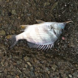 多魚種イロイロ