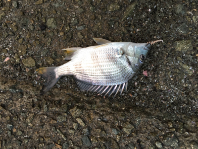 多魚種イロイロ