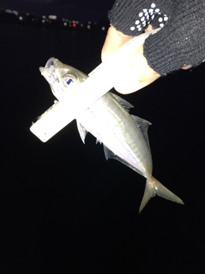 太刀魚はどこに