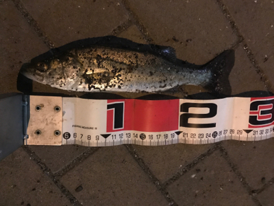 セイゴたくさん釣れた！