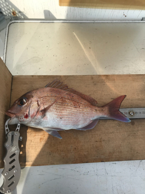 う〜〜ん、風邪と潮のタイミングが…