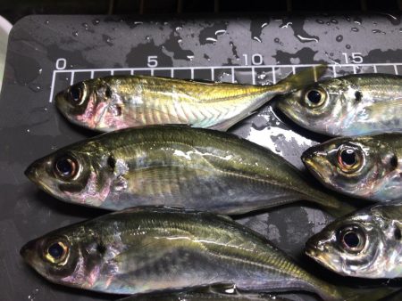 アジが居ました