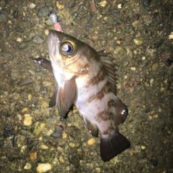 朝まづめメバリング