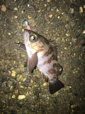 朝まづめメバリング