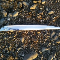 阿南市の那賀川河口でタチウオ