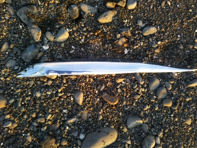 阿南市の那賀川河口でタチウオ