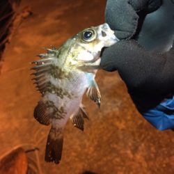 アジングのつもりが…