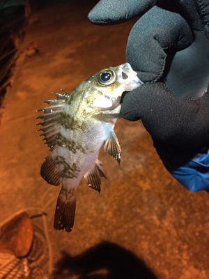 アジングのつもりが…