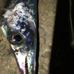 タチウオ厳しい