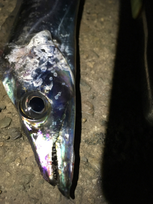 タチウオ厳しい