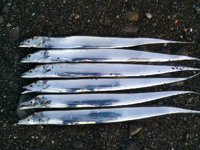 阿南市の那賀川河口でタチウオ