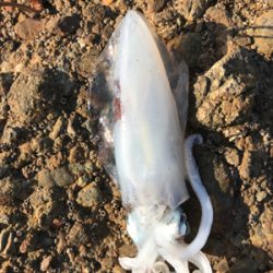 シブ〜い日でした。