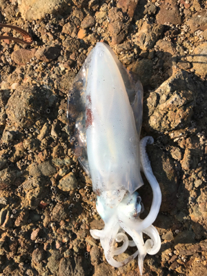 シブ〜い日でした。