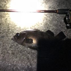 極寒メバル調査