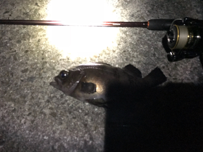 極寒メバル調査