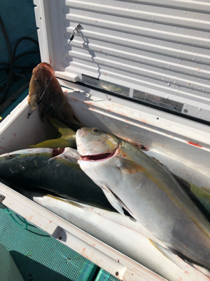 船釣り ブリ好調