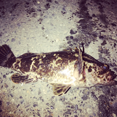 タケノコメバル