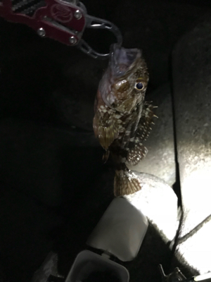 メバリングからの〜