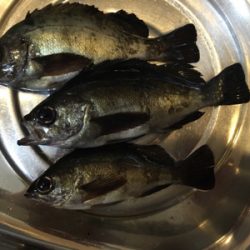 明石でメバリング