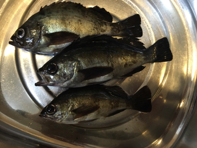 明石でメバリング