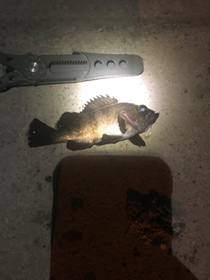 メバルおったな