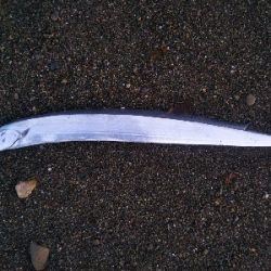 阿南市の那賀川河口でタチウオ