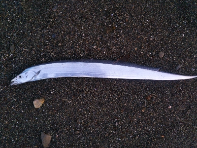 阿南市の那賀川河口でタチウオ