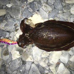 大里松原海岸 初モンゴウイカ 500G