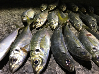 ナイスなアジ！