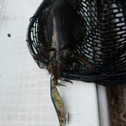 ルアーフィッシング