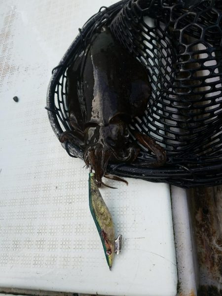 ルアーフィッシング