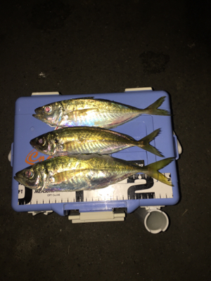 久しぶりのちょこっとアジング