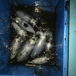 ボートエギング