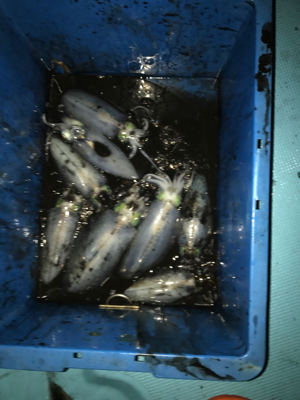 ボートエギング