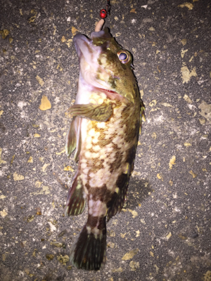 メバリングでしたが…