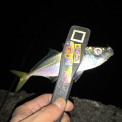 癒しのアジング