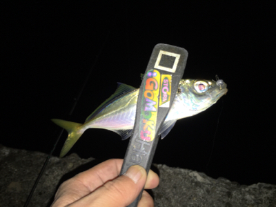 癒しのアジング