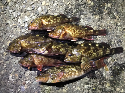 カサゴつ抜け！