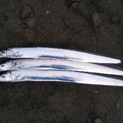 阿南市の那賀川河口でタチウオ