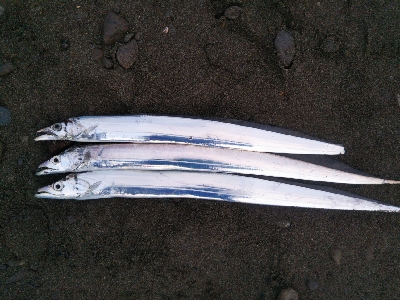 阿南市の那賀川河口でタチウオ