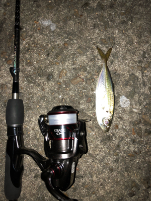 豆アジとチビガッシーと時々タケノコ