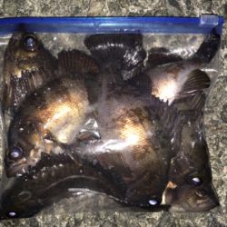 メバリング好調！