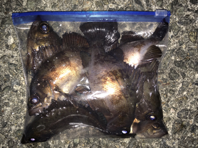 メバリング好調！